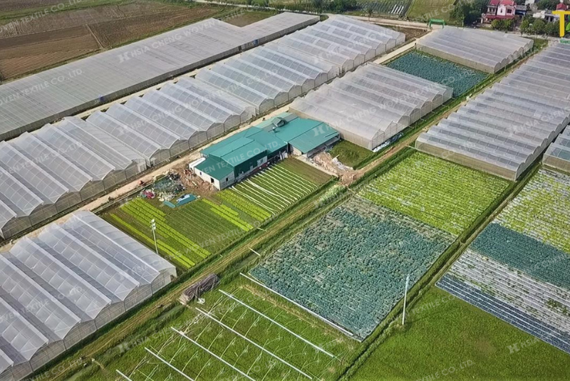 Mô hình kết hợp lưới chống côn trùng và màng nhà kính ngày càng phổ biến