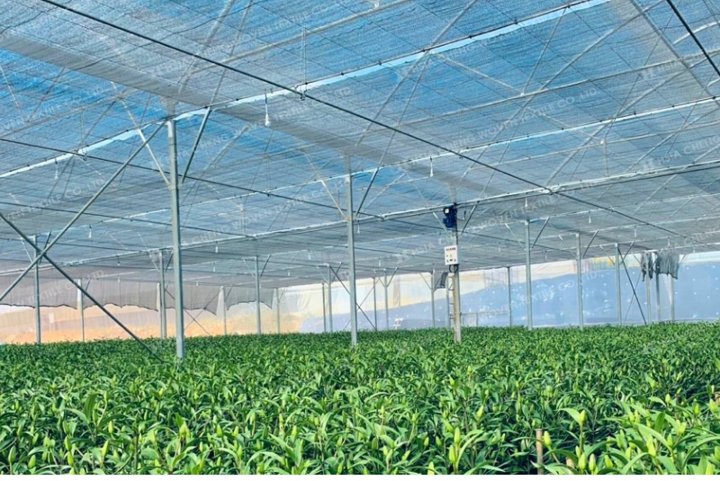 Kết hợp màng nhà kính và lưới che nắng dệt thoi để trồng hoa ly