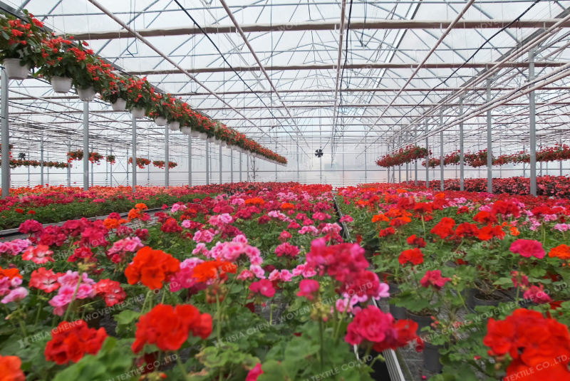 Cây trồng đạt năng suất cao khi kết hợp màng nhà kính và công nghệ 4.0