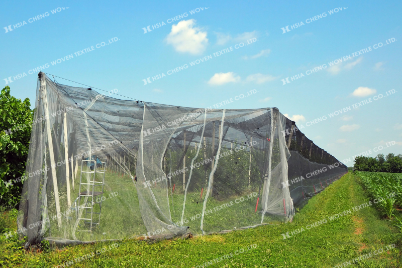 Lưới mùng đen trùm cây ăn quả Lưới mùng đen trùm cây ăn quả