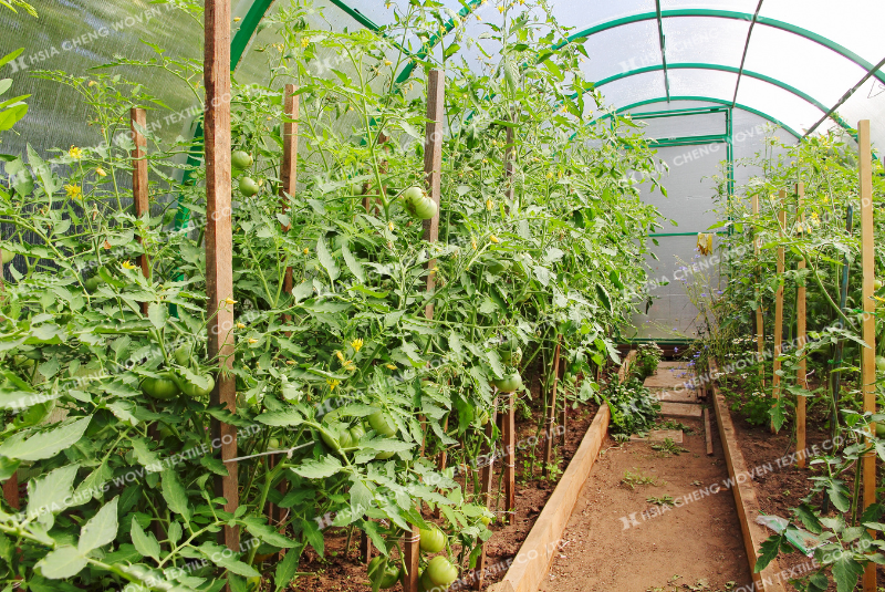 Cà chua không bị sâu bệnh phá hoại khi trồng trong nhà kính