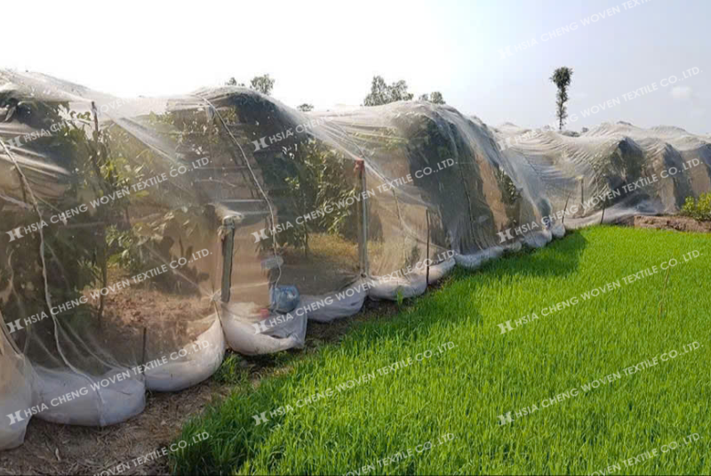 Lưới mùng trắng APON Đài Loan - bảo vệ cây trồng tối ưu Lưới mùng trắng APON Đài Loan - bảo vệ cây trồng tối ưu