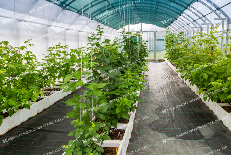 Kết hợp bạt phủ chống cỏ APON và màng nhà kính Sun Master