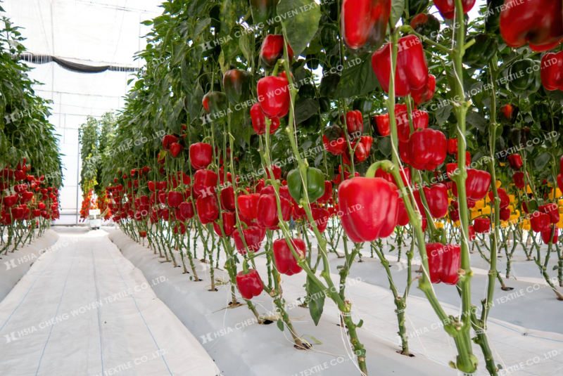 Bạt phủ chống cỏ cùng nhà nông hướng tới nông nghiệp bền vững