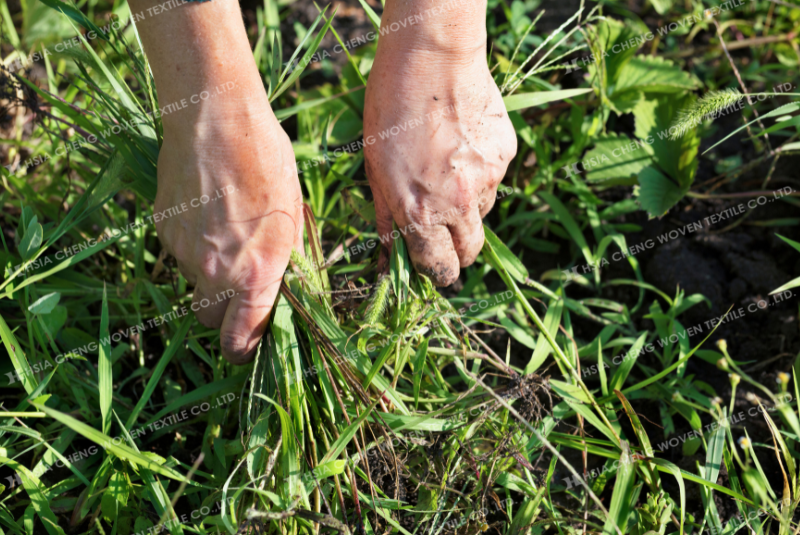 Cỏ dại luôn tiềm ẩn mối nguy hại sâu bệnh