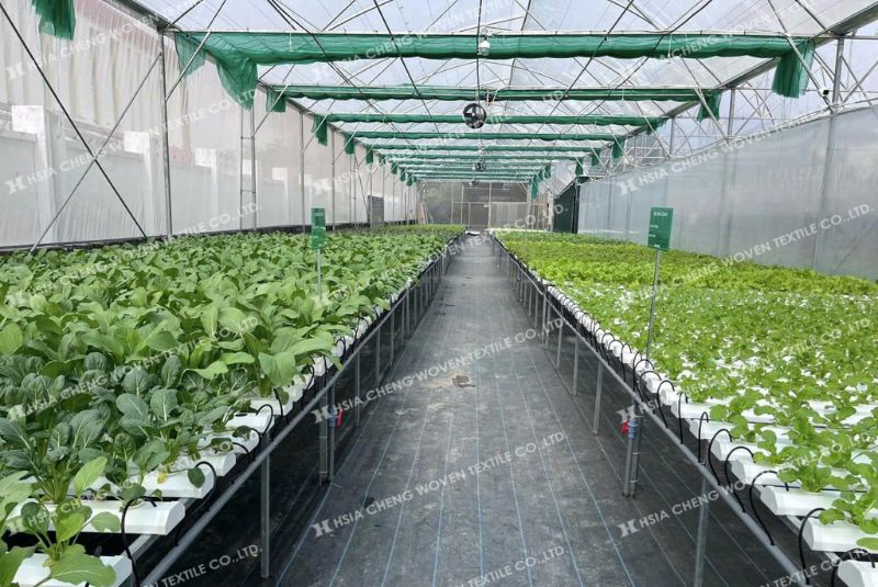 Chống nóng cho nhà kính - vấn đề cấp thiết của nhà nông