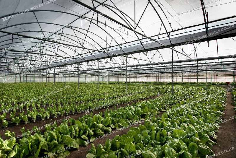 Màng nhà kính - trợ thủ đắc lực cho nông nghiệp thông minh