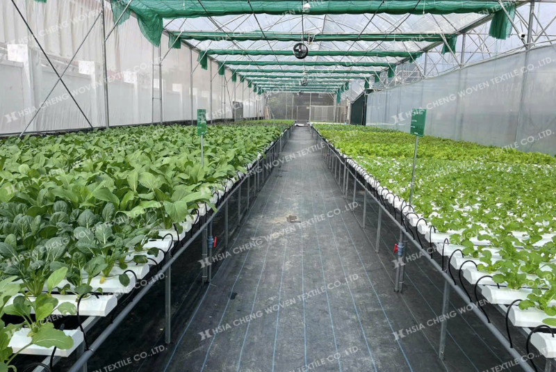 Kết hợp màng nhà kính với lưới che nắng và lưới chắn côn trùng