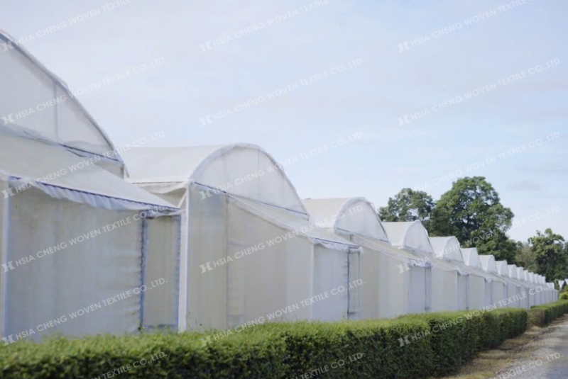 Kết hợp màng Sun Master và lưới chắn côn trùng APON bảo vệ rau tối ưu
