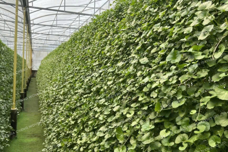 Rau má sạch năng suất cao nhờ được bảo vệ toàn diện Rau má sạch năng suất cao nhờ được bảo vệ toàn diện
