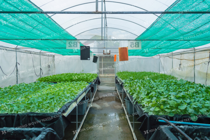 Lưới che nắng đóng vai trò quan trọng trong nông nghiệp Lưới che nắng đóng vai trò quan trọng trong nông nghiệp