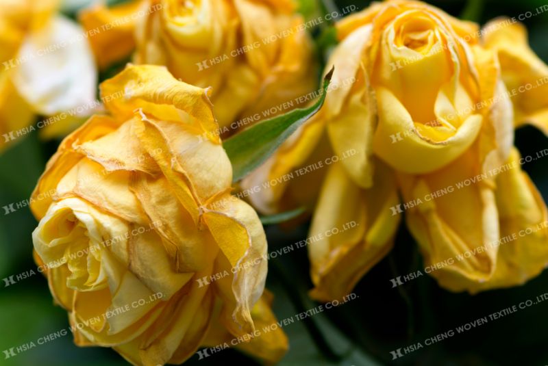 Stress nhiệt khiến năng suất và chất lượng nông sản giảm sút 