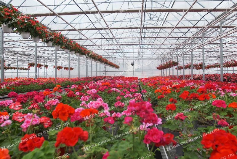 Nhà kính cung cấp điều kiện lý tưởng cho nhiều loại hoa có giá trị kinh tế cao