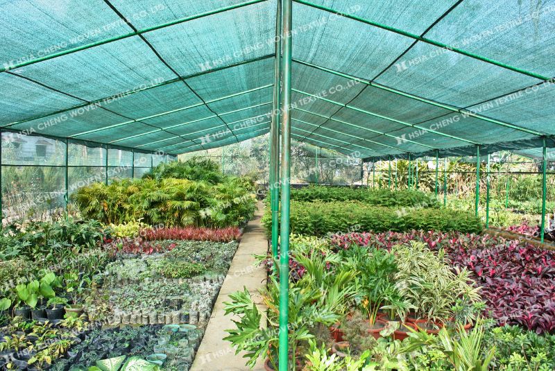 Lưới che nắng chính là lá chắn bảo vệ cây trồng toàn diện