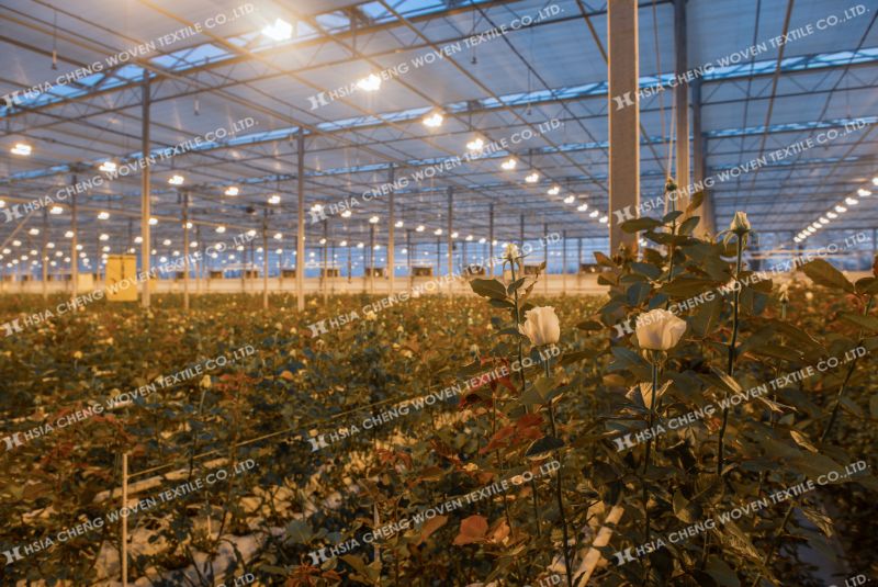 Trồng hoa trong nhà kính góp phần xây dựng nông nghiệp bền vững.