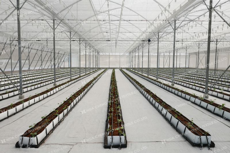 Nên kết hợp lưới che nắng và hệ thống thông gió cho nhà màng Nên kết hợp lưới che nắng và hệ thống thông gió cho nhà màng