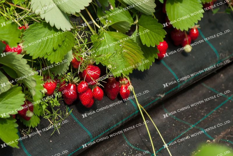 Bạt phủ chống cỏ ( hay lưới chống cỏ) là một khoản đầu tư thông minh Bạt phủ chống cỏ ( hay lưới chống cỏ) là một khoản đầu tư thông minh