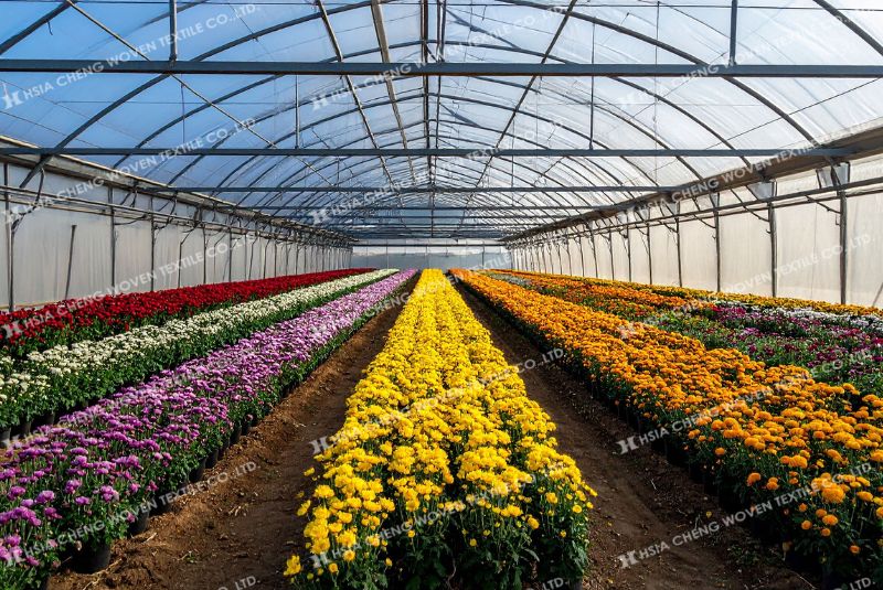Màng nhà kính - tạo môi trường ổn định cho hoa phát triển