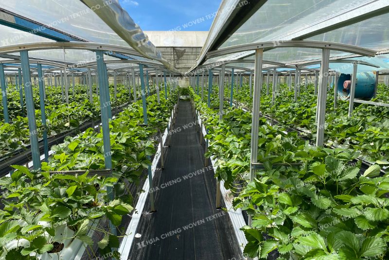 Tái sử dụng nhiều vụ cùng lưới chống cỏ APON Tái sử dụng nhiều vụ cùng lưới chống cỏ APON