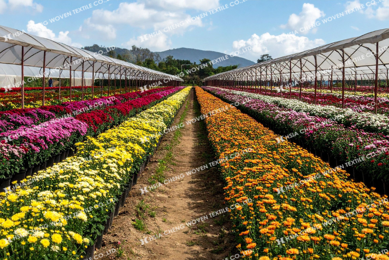 Chọn giống là yếu tố quan trọng quyết định năng suất và chất lượng hoa cúc