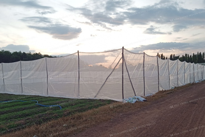 Lưới mùng trắng làm nhà lưới trồng rau Lưới mùng trắng làm nhà lưới trồng rau