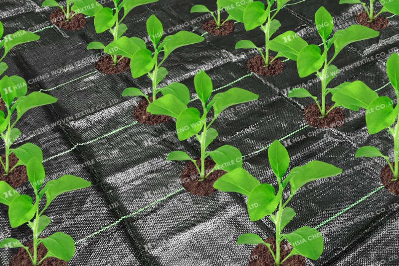 Ngày nay người dân sử dụng bạt phủ chống cỏ ngày càng nhiều