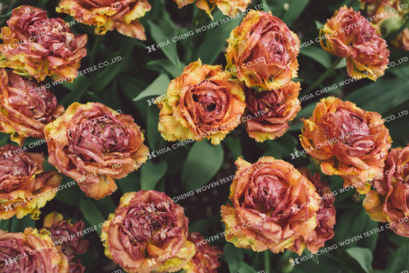 Nắng nóng khiến cây trồng bị tổn thương, năng suất giảm rõ rệt