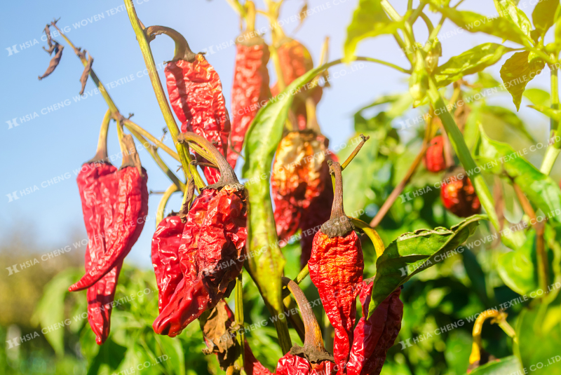 Tia UV mạnh khiến năng suất cây trồng giảm đáng kể Tia UV mạnh khiến năng suất cây trồng giảm đáng kể