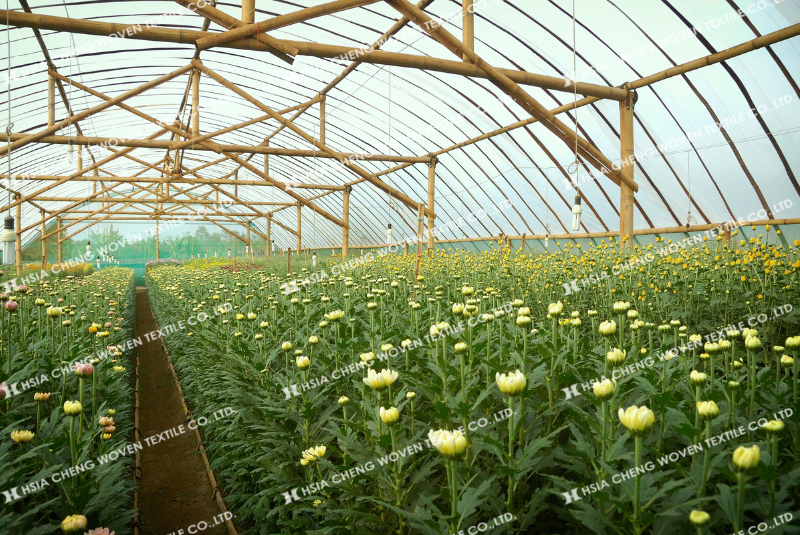 Trồng hoa đúng kỹ thuật giúp hoa cúc sinh trưởng ổn định hơn