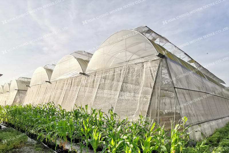 Lưới mùng trắng giúp giảm sâu bệnh cho cây trồng Lưới mùng trắng giúp giảm sâu bệnh cho cây trồng