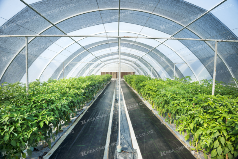 Nhưng dùng bạt phủ chống cỏ có cần tưới nhiều nước không ?