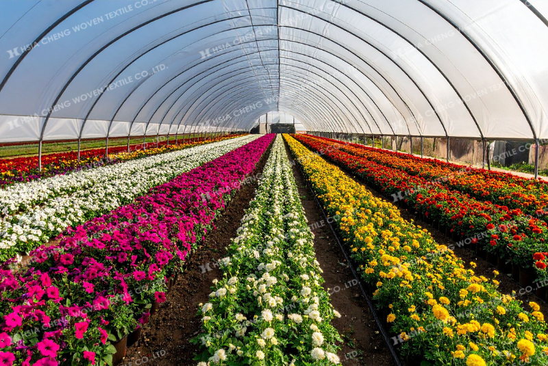 Màng nhà kính chống tia UV - Bảo vệ cây trồng toàn diện Màng nhà kính chống tia UV - Bảo vệ cây trồng toàn diện