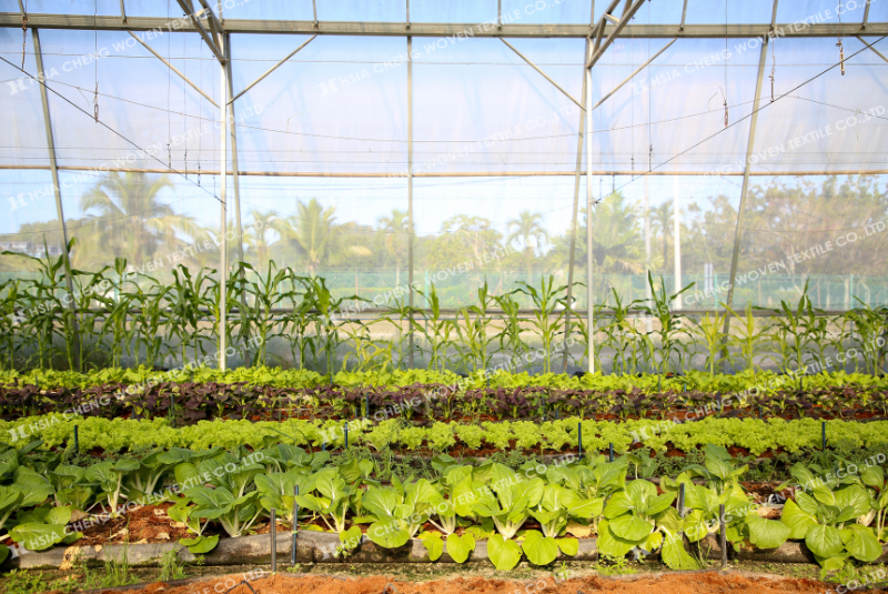 Lưới chắn côn trùng ổn định vi khí hậu cho cây phát triển Lưới chắn côn trùng ổn định vi khí hậu cho cây phát triển