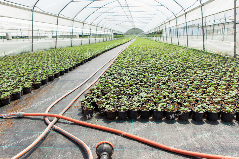 Dùng bạt phủ chống cỏ giúp khu vườn xanh sạch hơn