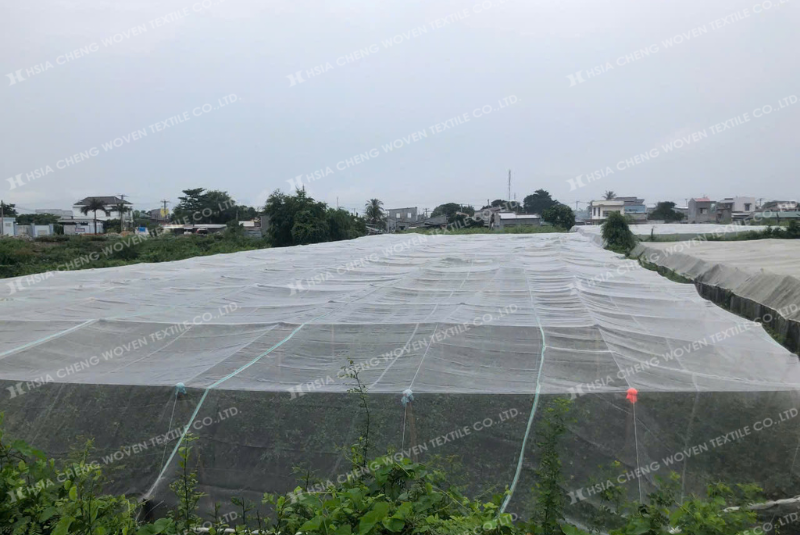 Nhà lưới trùm cây ăn trái mang lại hiệu quả chống sâu bệnh cao Nhà lưới trùm cây ăn trái mang lại hiệu quả chống sâu bệnh cao