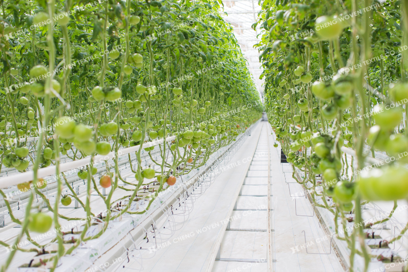 Bạt phủ chống cỏ giúp giữ ẩm và cải tạo đất hiệu quả