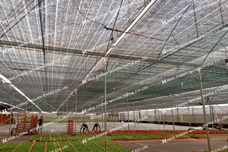 Lưới che nắng dệt thoi APON bảo vệ hoa cúc ngay từ giai đoạn cây non