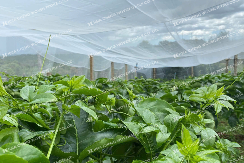 Lưới mùng trắng được ứng dụng rộng rãi trong nông nghiệp Lưới mùng trắng được ứng dụng rộng rãi trong nông nghiệp