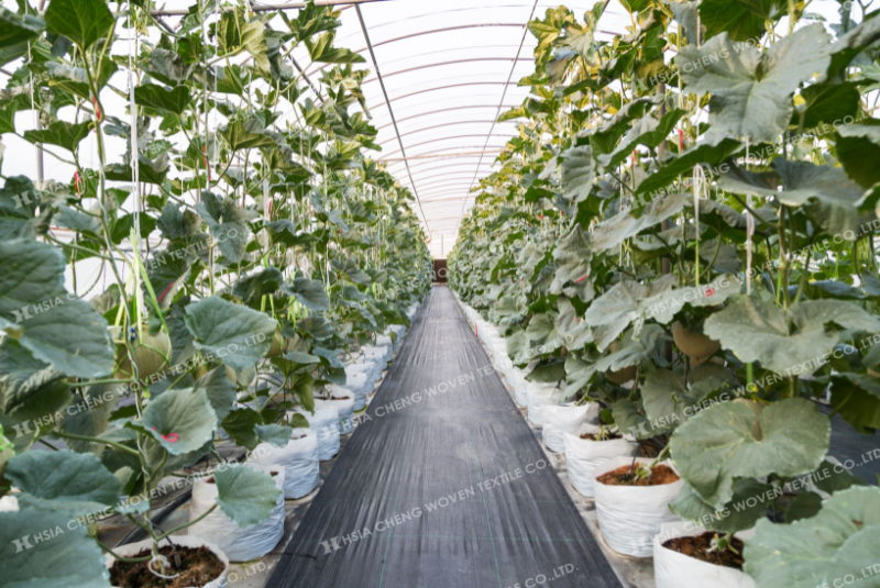 Bạt phủ chống cỏ APON phù hợp mọi mô hình nông nghiệp
