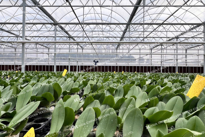 Màng nhà kính Plastika Kritis Sun Master phù hợp nhiều mô hình canh tác Màng nhà kính Plastika Kritis Sun Master phù hợp nhiều mô hình canh tác