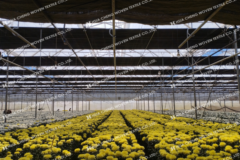 Nên trồng và chăm sóc hoa cúc đúng cách để đạt năng suất tối đa