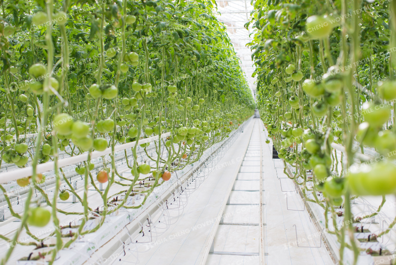 Kết hợp tưới nhỏ giọt để tiết kiệm nước tối đa