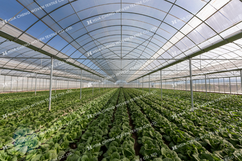 Trồng rau sạch trong nhà kính với màng Sun Master Trồng rau sạch trong nhà kính với màng Sun Master