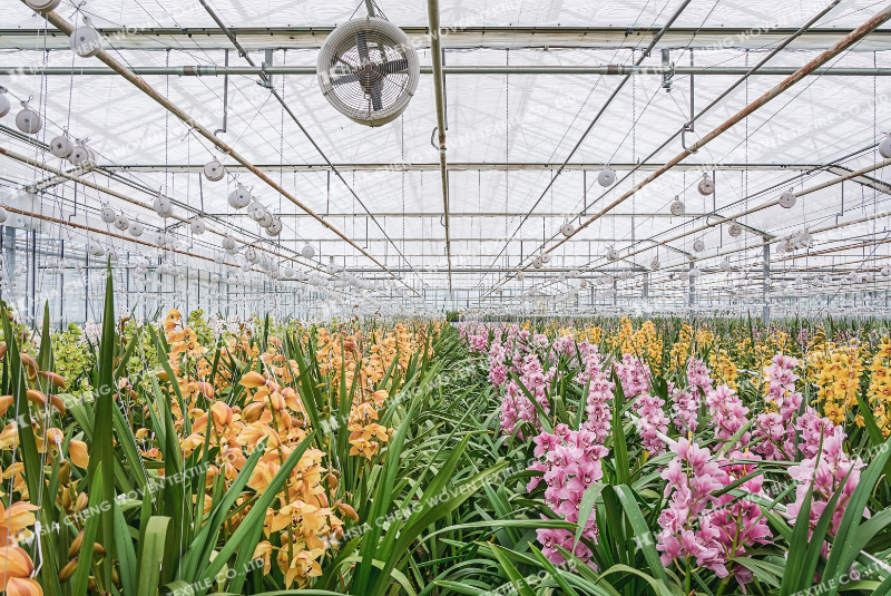 Trồng hoa trong nhà kính mang lại lợi nhuận cao Trồng hoa trong nhà kính mang lại lợi nhuận cao