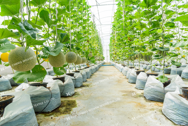 Trồng dưa lưới trong nhà kính giúp kiểm soát môi trường và nâng cao năng suất