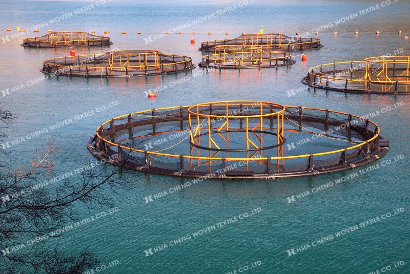 Nuôi ốc hương là mô hình đang rất phổ biến hiện nay Nuôi ốc hương là mô hình đang rất phổ biến hiện nay