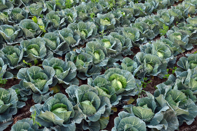 Trồng bắp cải trong nhà lưới giúp tăng năng suất đáng kể Trồng bắp cải trong nhà lưới giúp tăng năng suất đáng kể