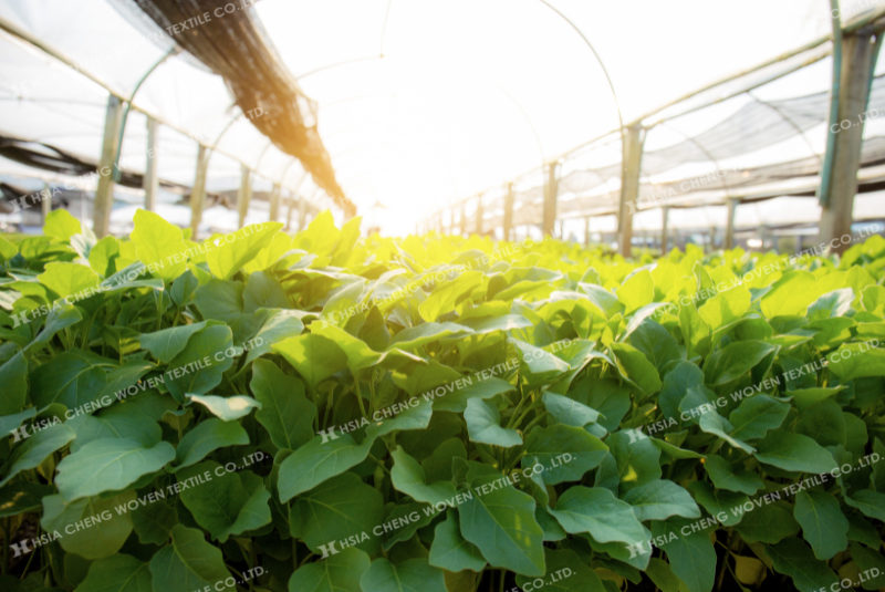 Ánh nắng gay gắt khiến khả năng quang hợp suy giảm mạnh