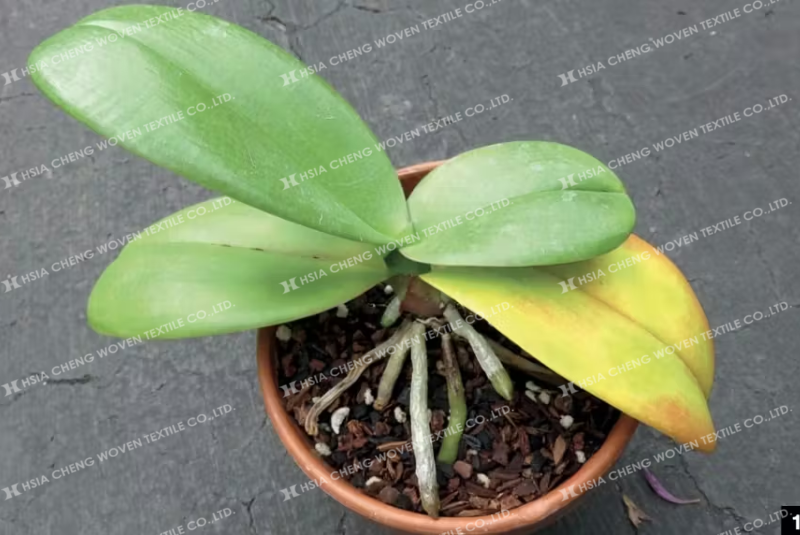 Nắng nóng khiến lan bị vàng lá, giảm khả năng quang hợp