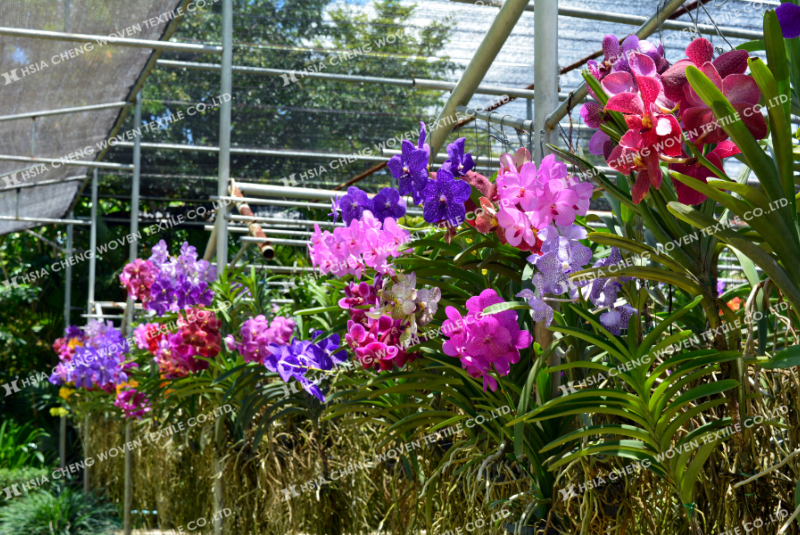 Giải pháp chống nóng cho lan - bảo vệ lan từ đầu mùa nóng